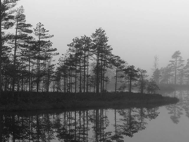 foggy shoreline with evergreens reflecting in lake