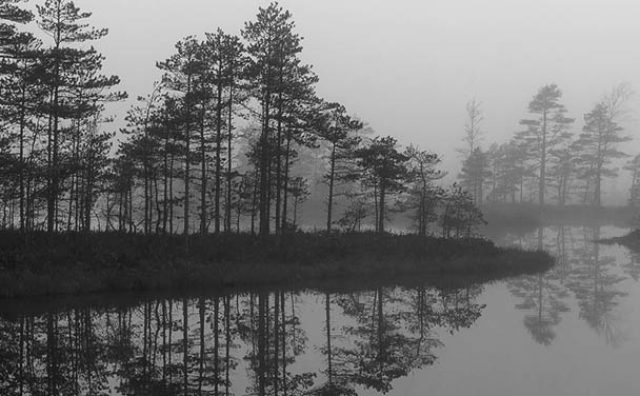 foggy shoreline with pine trees reflection in still lake water