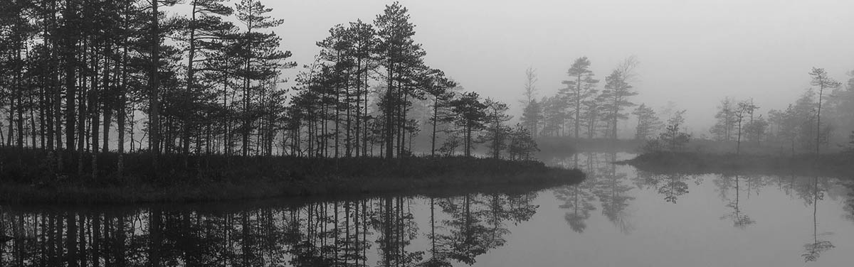 foggy shoreline with pine trees reflection in still lake water