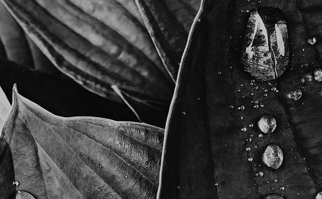 leafy plant close up of leaves with water droplets