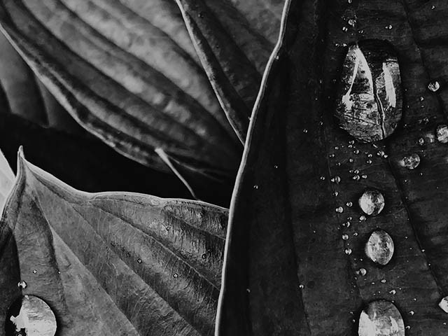 leafy plant close up of leaves with water droplets