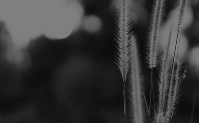 wheat stems in an open field