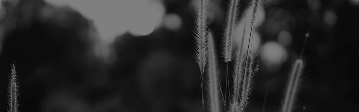 wheat stems in an open field